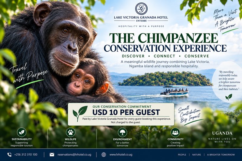 Wild Chimpanzee Experience — Ngamba Island Chimpanzee Conservation